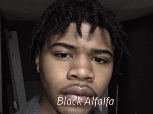Black_Alfalfa