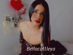 Bellacattleya