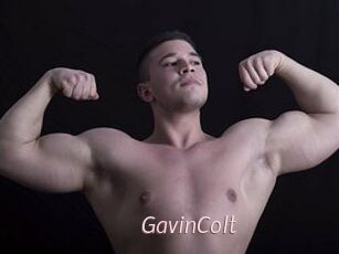 GavinColt