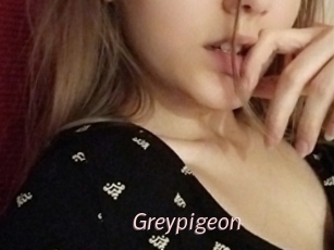 Greypigeon