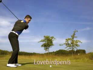 Lovebirdpenis