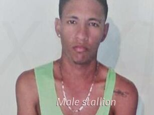Male_stallion
