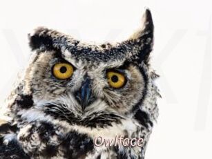 Owlface